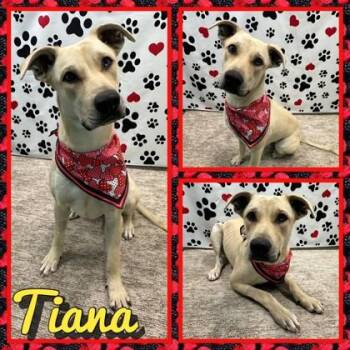 Tiana -  Shepherd and Mixed Breed Dog for Adoption in Seagoville, Texas - Tiana | PetCurious
