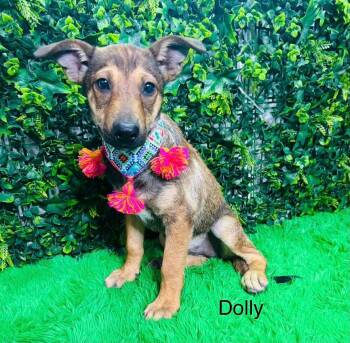 Dolly -  Labrador Retriever and Shepherd Dog for Adoption in Lucas, Texas - Dolly | PetCurious