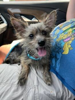 Prince -  Yorkshire Terrier Dog for Adoption - Prince | PetCurious