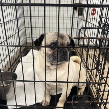 Pug Dogs Available for Adoption in Loxahatchee Groves, Florida - Jackson 9464 | PetCurious
