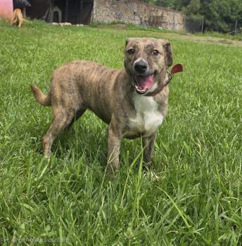 Paulina -  Mountain Cur Dog for Adoption in San Francisco, California - Paulina | PetCurious