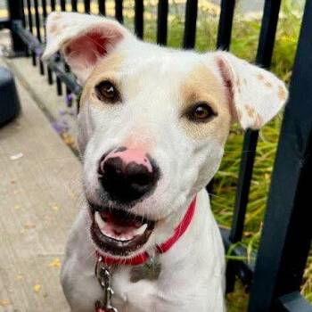 Sydney -  Labrador Retriever and Terrier Dog for Adoption in Bloomfield, Connecticut - Sydney | PetCurious