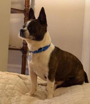 Boston Terrier and Chihuahua Dogs Available for Adoption - Bruce Wayne | PetCurious