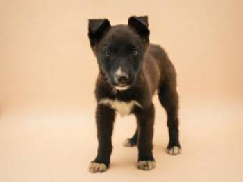 Australian Shepherd and Mixed Breed Dogs Available for Adoption in Bowling Green, Kentucky - Bree | PetCurious