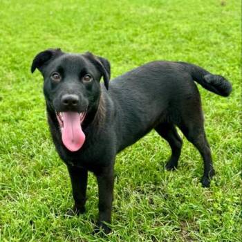 GALE -  Labrador Retriever Dog for Adoption in Conroe, Texas - GALE | PetCurious