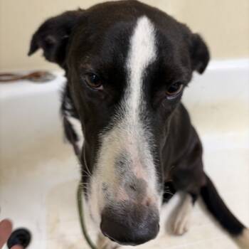 Rescue Labrador Retriever Dogs for Adoption in Palestine, Texas - Zara | PetCurious