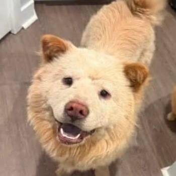 Chow Chow Dogs Available for Adoption in Tampa, Florida - Akira | PetCurious