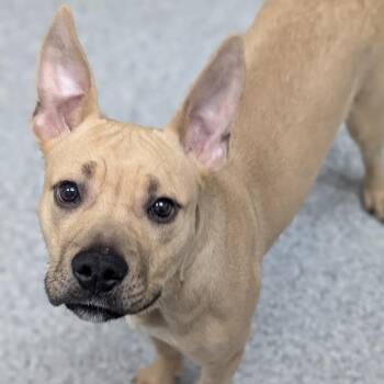 Ziti -  American Staffordshire Terrier and Mixed Breed Dog for Adoption in Grand Rapids, Michigan - Ziti | PetCurious