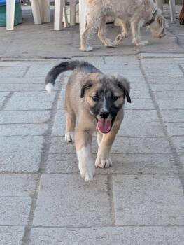 Cliffy -  Anatolian Shepherd Dog for Adoption in Carson City, Nevada - Cliffy | PetCurious