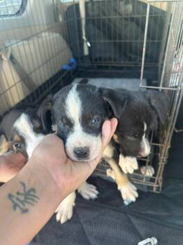 Remi -  Cattle Dog Dog for Adoption in Millcreek, Utah - Remi | PetCurious