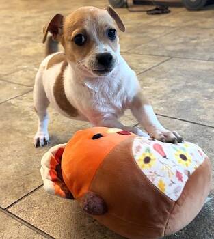 Chihuahua Dogs Available for Adoption in Boca Raton, Florida - Apolo 9874 | PetCurious