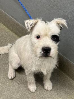 Terrier and Mixed Breed Dogs Available for Adoption in Las Vegas, Nevada - OATLEY | PetCurious
