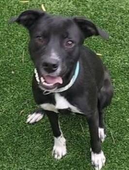 Rescue Labrador Retriever Dogs for Adoption in Oklahoma City, Oklahoma - Marcy | PetCurious