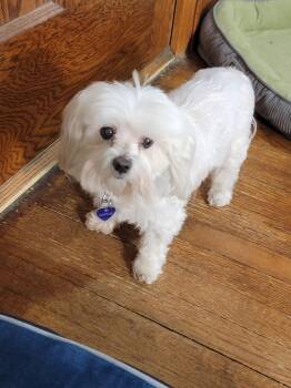 Maltese Dogs Available for Adoption - Sophie | PetCurious