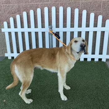 A614659 -  Bloodhound and Mixed Breed Dog for Adoption in Modesto, California - A614659 | PetCurious