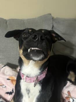 Australian Kelpie Dogs Available for Adoption - Barb | PetCurious