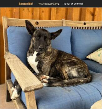 Rescue German Shepherd Dog and Pit Bull Terrier Dogs for Adoption in Coarsegold, California - Diane | PetCurious