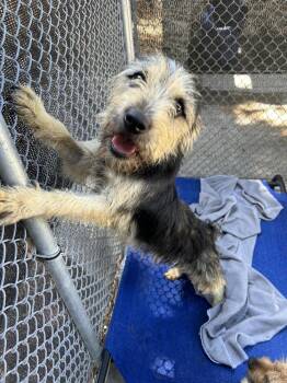 Muffin -  Chihuahua and Scottish Terrier Dog for Adoption in Ontario, California - Muffin | PetCurious