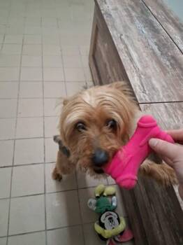 Louie -  Yorkshire Terrier and Mixed Breed Dog Available for Adoption in Scottsbluff, Nebraska - Louie | PetCurious