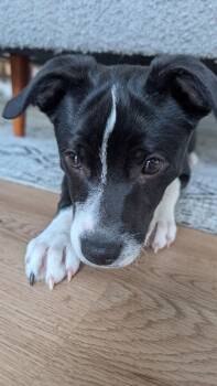 Border Collie and Chihuahua Dogs Available for Adoption - Winter Park #1 | PetCurious