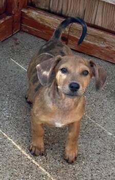 Dachshund and Chihuahua Dogs Available for Adoption in Norfolk, Massachusetts - Scarlett | PetCurious