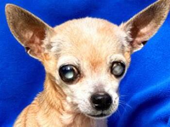 Chihuahua Dogs Available for Adoption in Ladson, South Carolina - Vivian | PetCurious