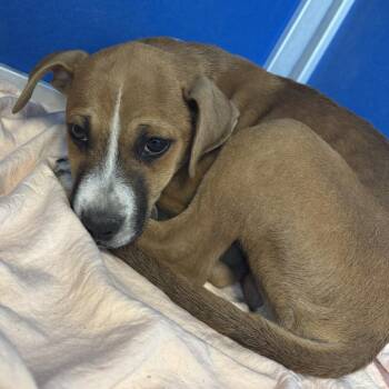 Mixed Breed Dogs Available for Adoption - Freddy | PetCurious