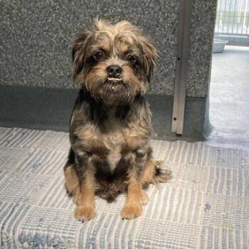 Brussels Griffon Dogs Available for Adoption in Long Beach, California - Drew | PetCurious