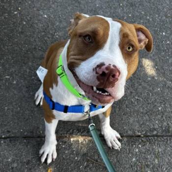 Pit Bull Terrier Dogs Available for Adoption in Oakland, California - Jake | PetCurious