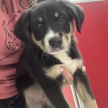 BRUTUS -  Australian Shepherd and Mixed Breed Dog for Adoption in Richmond, California - BRUTUS | PetCurious