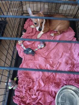 Chihuahua and Mixed Breed Dogs Available for Adoption - Asmodeus | PetCurious