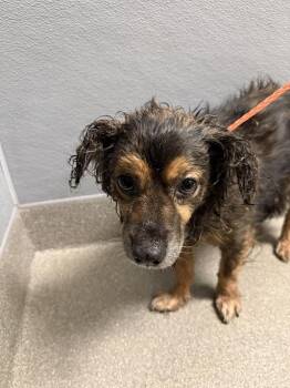 CHARLES -  Brittany Spaniel and Mixed Breed Dog for Adoption in Las Vegas, Nevada - CHARLES | PetCurious