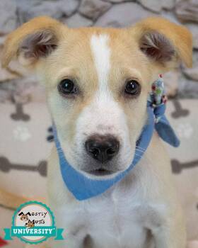 Donut -  Hound and Retriever Dog for Adoption in Kennesaw, Georgia - Donut | PetCurious