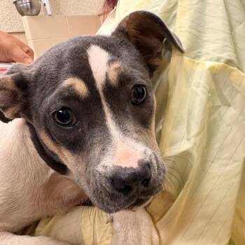 Naomi -  Mixed Breed Dog for Adoption in Winston-salem, North Carolina - Naomi | PetCurious