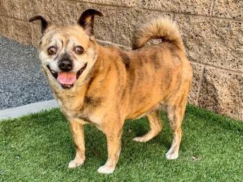 Chihuahua Dogs Available for Adoption in San Marcos, California - SAVE ME PLEASE Jonah A550813 | PetCurious