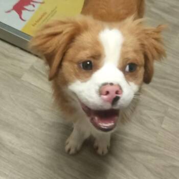 Benji -  Spaniel Dog for Adoption in San Jacinto, California - Benji | PetCurious
