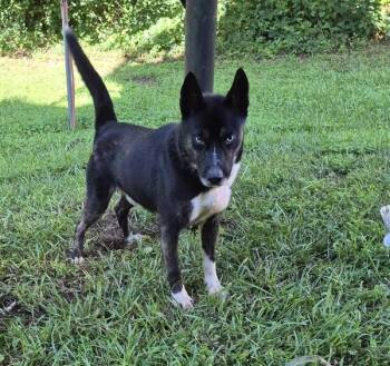 Pen 176 Gatsby -  Siberian Husky and Corgi Dog for Adoption in Lawrenceville, Georgia - Pen 176 Gatsby | PetCurious