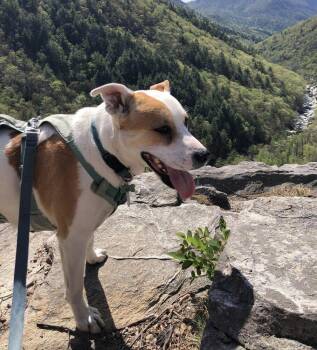Buddy -  Terrier Dog for Adoption in Candler, North Carolina - Buddy | PetCurious
