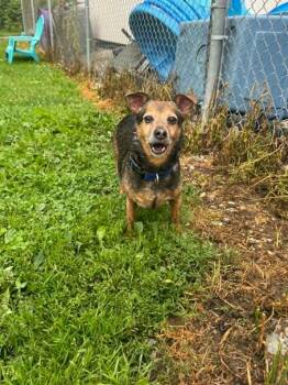AJ -  Rat Terrier and Mixed Breed Dog for Adoption in Marion, Ohio - AJ | PetCurious