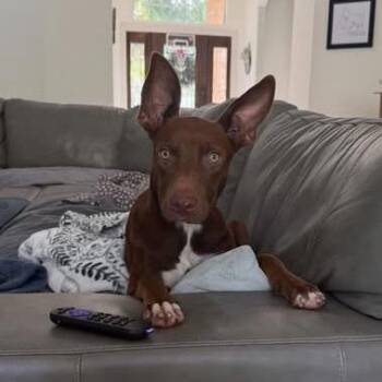 Hershey -  Mixed Breed Dog for Adoption in Montgomery, Texas - Hershey | PetCurious