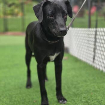 Mrs Potts -  Labrador Retriever and German Shorthaired Pointer Dog for Adoption in Blairstown, New Jersey - Mrs Potts | PetCurious