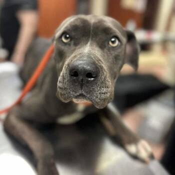 Rescue American Staffordshire Terrier Dogs for Adoption in Columbia, South Carolina - Shoofly Pie | PetCurious