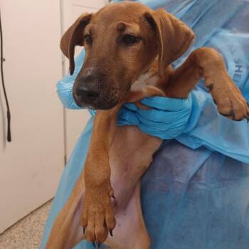 Chunky Monkey -  Labrador Retriever and American Foxhound Dog for Adoption in Hattiesburg, Mississippi - Chunky Monkey | PetCurious