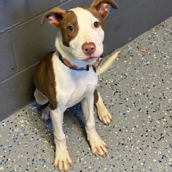 TUSC-Stray-84974 -  Pit Bull Terrier and Mixed Breed Dog for Adoption in Tuscaloosa, Alabama - TUSC-Stray-84974 | PetCurious