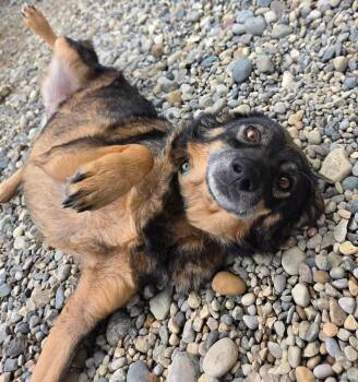 Solstice -  German Shepherd Dog Dog for Adoption in Sterling Heights, Michigan - Solstice | PetCurious