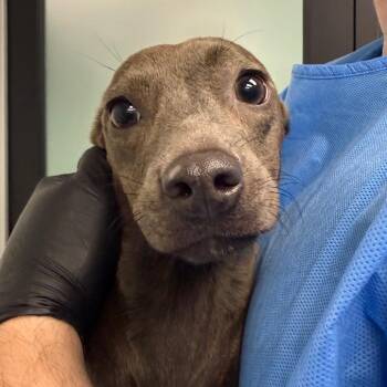 Lilo -  Chihuahua and Mixed Breed Dog for Adoption in Portland, Oregon - Lilo | PetCurious