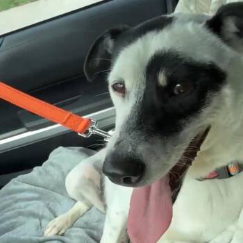 Terrier and Cattle Dog Dogs Available for Adoption - Hopper | PetCurious