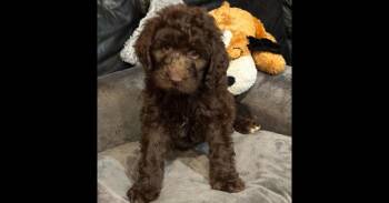 Aussiedoodle and Labrador Retriever Dogs Available for Adoption in Milton, Georgia - CASH | PetCurious