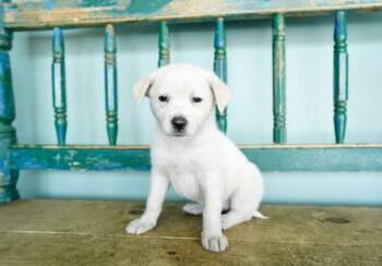 Surfboard -  Fox Terrier and Anatolian Shepherd Dog for Adoption in San Antonio, Texas - Surfboard | PetCurious