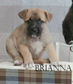 Rescue Dutch Shepherd and Labrador Retriever Dogs for Adoption in Valparaiso, Indiana - Brianna | PetCurious